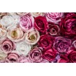 Lamina Decorativa Floreale Rose Rosa e Rosse