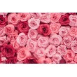 Decorative Floral Print Pink and Red Roses