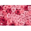 Lamina Decorativa Floreale Rose Rosa e Rosse