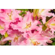 Feuille Décorative Florale - Tulipes Roses