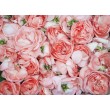 Dekorative Blumenfolie - Rosa Tulpen