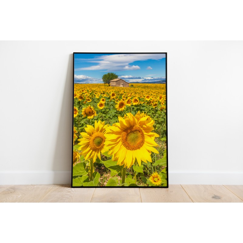 Lámina Decorativa Floral Girasoles