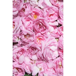 Pink Floral Decorative Print