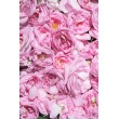 Dekorative Rosafarbene Blumenzeichnung