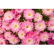 Pink Floral Decorative Print