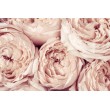 Decorative Floral Print Pale Roses