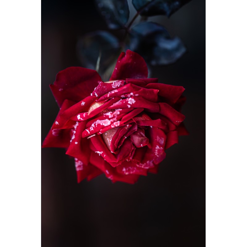 Lámina Decorativa Floral Rosas Rojas