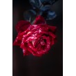 Feuille décorative florale Roses rouges