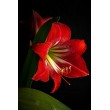 Dekorative Blumenfolie Rote Rosen