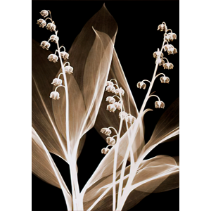 Lámina Decorativa Floral...