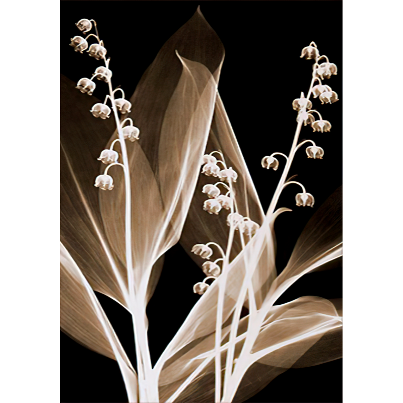 Lámina Decorativa Floral Exposición de Luz