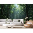 Fotomurali Paesaggio Luminoso Nella Foresta