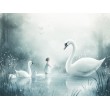 White Swans Children's Photomural