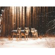 Fresque Murale Enfant Wolf Pack