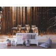 Fotomurale per Bambini Wolf Pack