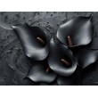 Fototapete mit Schwarzen Calla-Lilienblättern und Blüten