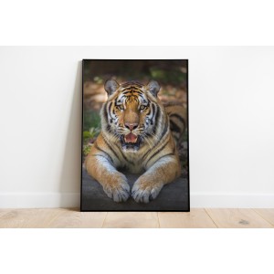 Bengal Tigers Animal Wall...