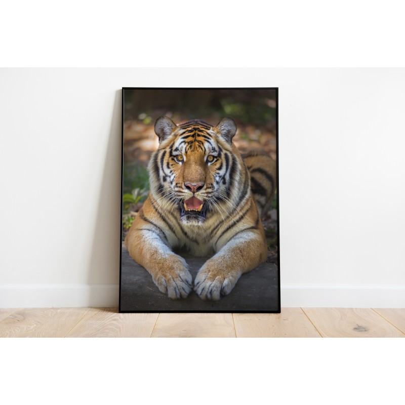 Lámina Decorativa Animal Tigres de Bengala