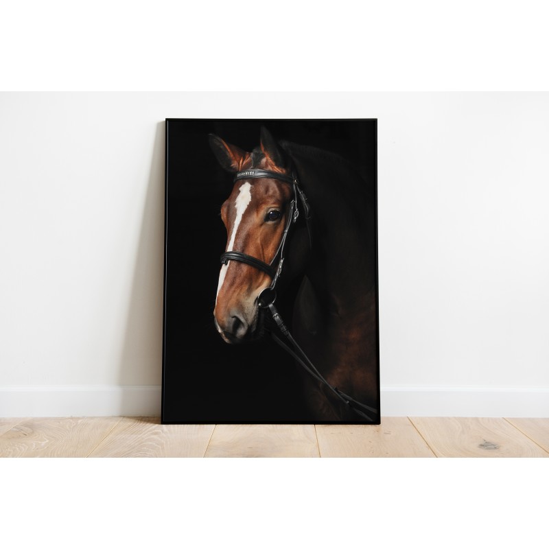 Equine Animal Wallpaper