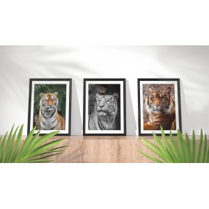 Lámina Decorativa Tigres