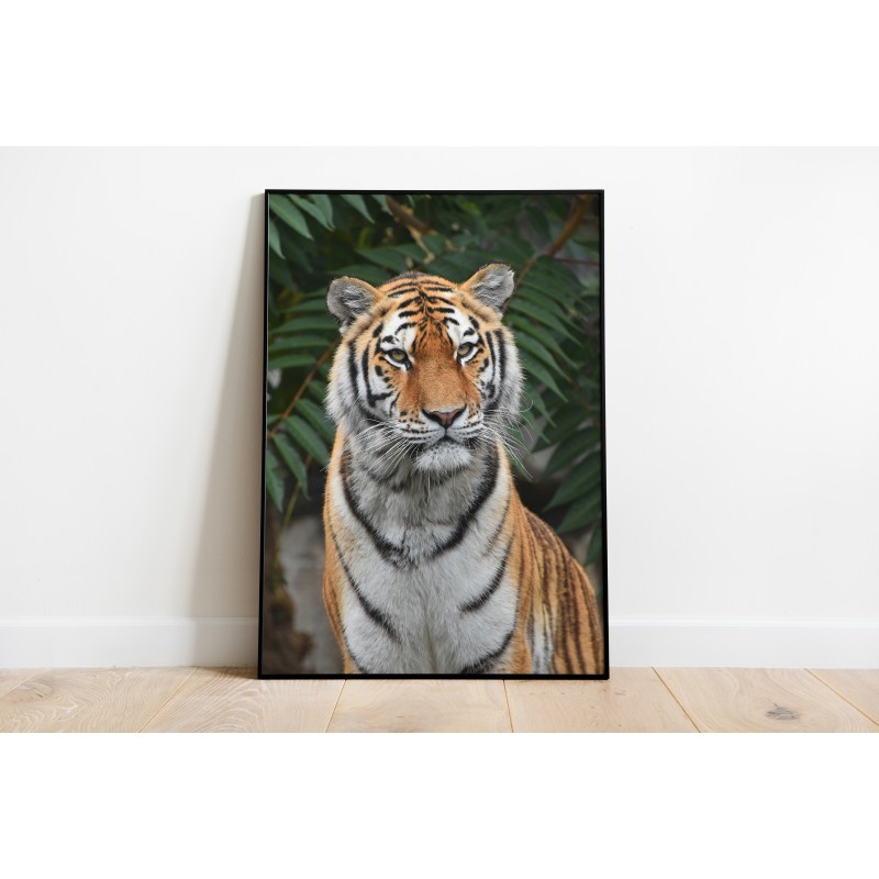 Lámina Decorativa Tigres