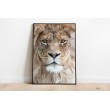 Colorful Lion Decorative Foil