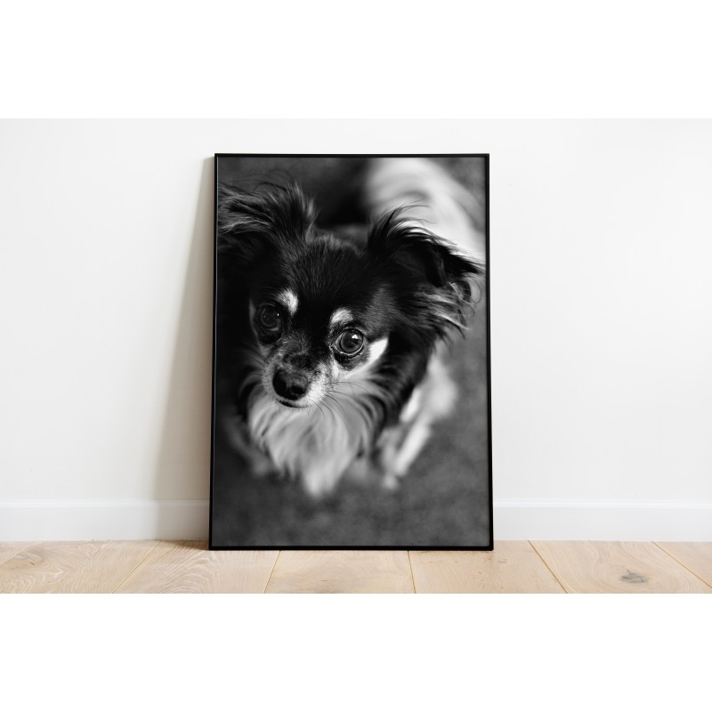 Dekorative Tiere Kleine Hunde Wandkunst