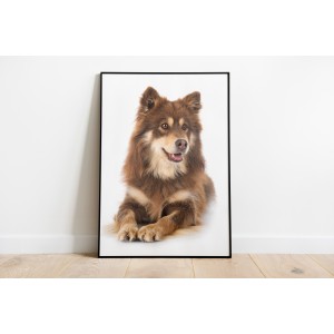 Animali decorativi Grandi...