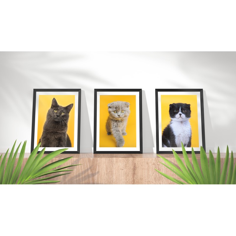 Lámina Decorativa Animales gatos fondo amarillo
