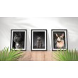 Decorative Print Animals black cat background