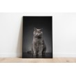 Decorative Print Animals black cat background