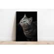 Decorative Print Animals Cat black background