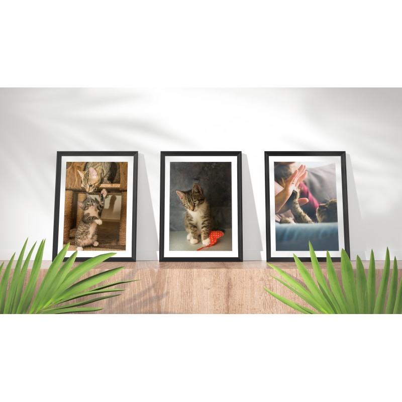 Dekorative Tiere Katze Liebe Poster drucken