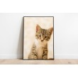 Decorative Animals Animals Cats Adorable Colorful Backgrounds Wall Decoration