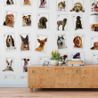 Wallpaper Tiergesicht Tiere in Farbe