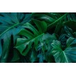 Monstera Leaves Photomural on Dark Background