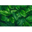 Fresque Murale Feuilles Vertes avec Relief Naturel