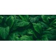 Fototapete Grüne Blätter mit Botanischem Relief