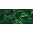 Fresque Murale Feuilles Exubérantes en Vert Vif