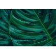 Fotomurale Foglie di Monstera in Primo Piano