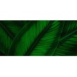 Fotomurale Foglie di Fantasia Botanica in Verde Vivo