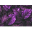 Fresque Murale Feuilles Violettes en Profondeur Sombre