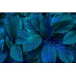 Fototapete Exotische Blätter in Tiefem Blau