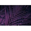 Fotomural Hojas de Palmera en Violeta Eléctrico