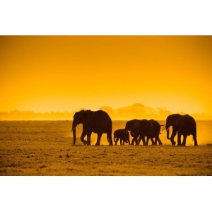 Fotomural Elefantes